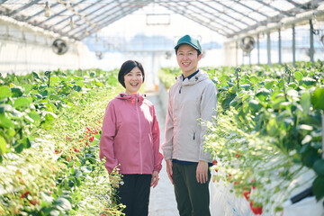 ビニールハウスで作業をするいちご農家の夫婦