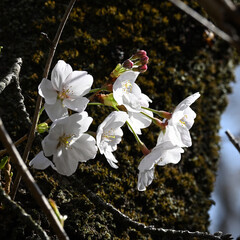 桜、戸定ヶ丘歴史公園にて