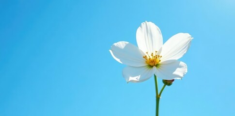 White flower with delicate petals against a bright blue sky, clear, simple