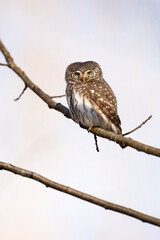 Eurasian pygmy owl on a tree