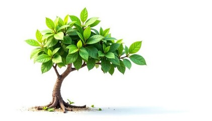 Young tree isolated on bright white background, showcasing detail, summer, spring, agriculture