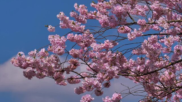 Kirschbl&uuml;te im Fr&uuml;hling,  Japanische Bl&uuml;tenkirsche, Grannenkirsche, Orientalische Kirsche, Grannenkirschbaum, Japanischer Bl&uuml;tenkirschbaum (Prunus serrulata)