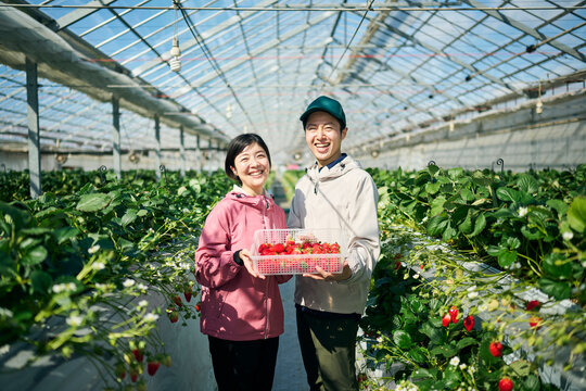 ビニールハウスで収穫したいちごを持つ農家の夫婦