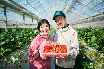 ビニールハウスで収穫したいちごを持つ農家の夫婦