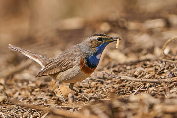 Bluethroat (Luscinia svecica)