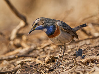 Bluethroat (Luscinia svecica)