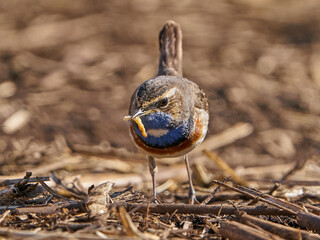 Bluethroat (Luscinia svecica)