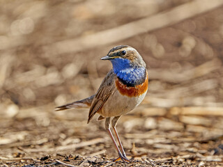 Bluethroat (Luscinia svecica)