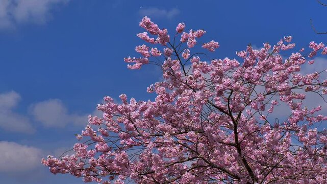 Kirschbl&uuml;te im Fr&uuml;hling,  Japanische Bl&uuml;tenkirsche, Grannenkirsche, Orientalische Kirsche, Grannenkirschbaum, Japanischer Bl&uuml;tenkirschbaum (Prunus serrulata)