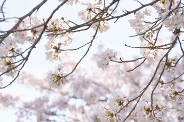桜の木