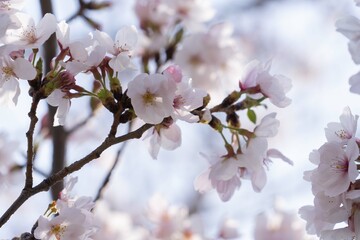 Obraz premium 桜の木