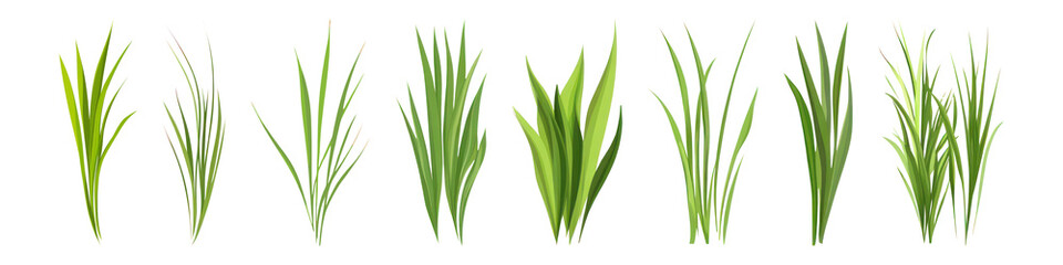 PNG Lush green grass illustrations variety, element set on transparent background