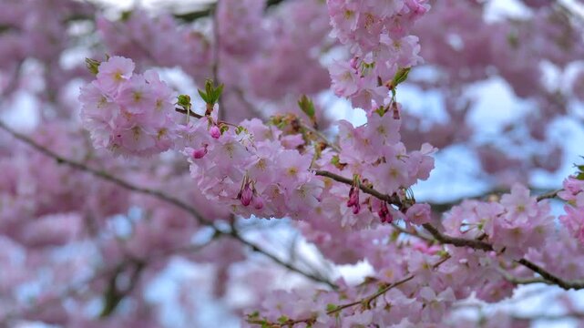 Kirschbl&uuml;te im Fr&uuml;hling,  Japanische Bl&uuml;tenkirsche, Grannenkirsche, Orientalische Kirsche, Grannenkirschbaum, Japanischer Bl&uuml;tenkirschbaum (Prunus serrulata)