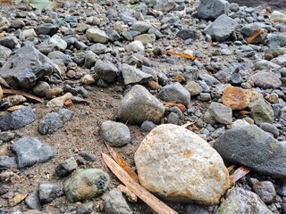 bamboo trees have thorns all around