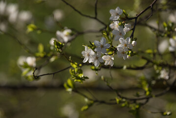 SPRING - White flowers of a flowering fruit tree
