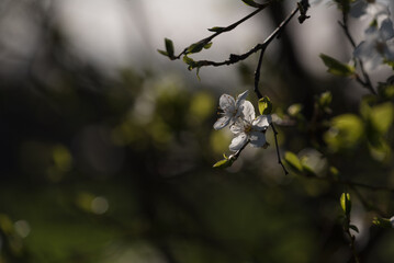 SPRING - White flowers of a flowering fruit tree