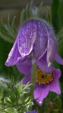 Gew&ouml;hnliche Kuhschelle (Pulsatilla vulgaris), bl&uuml;hend, Bayern, Deutschland, Europa