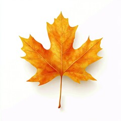 Obraz premium A vibrant, autumnal maple leaf against a white background.