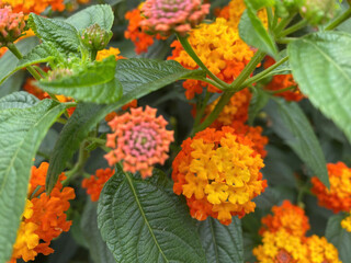 red and yellow flowers