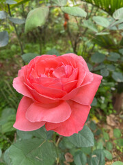pink rose in garden