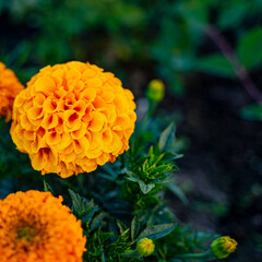 photo of a lush orange flower marigold with green leaves and a green background,
beautiful photo of a flower in the wild