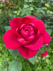 red rose in garden