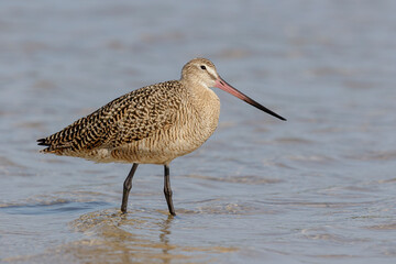 Marbled Godwit, Limosa fedoa, coastal Florida, USA