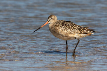 Marbled Godwit, Limosa fedoa, coastal Florida, USA