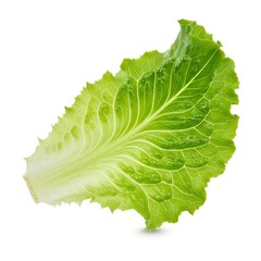 Fresh Green Lettuce Leaf Isolated on White Background