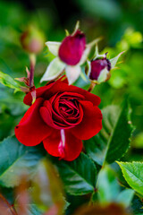 bright red rose blooms in the wild against greenery, foliage and leaves green, rose bud with small buds, flower in the wild, growing on a bed in the garden