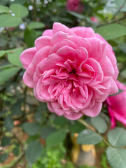 pink rose bush