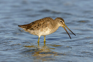  Short billed Dowitcher, Limnodromus griseus, coastal Florida, USA