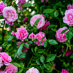 pink delicate bush rose blooms in the wild against the background of greenery, many flowers and...