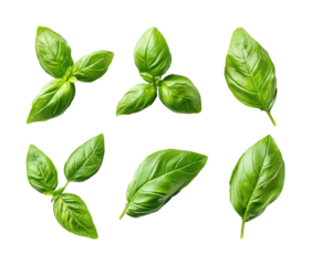 Fresh basil leaves kitchen food natural light isolated on transparent background, png