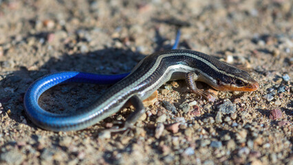 Adult Skilton's Skink with breeding orange color on head. Henry W. Coe State Park, Santa Clara County, California.