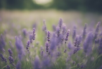 beautiful green focus garden bokeh background nature purple soft field flower blur from out flowerin natural sunset lavender greeting blue macro flora plant bloom pink lavandula herb herbal floral