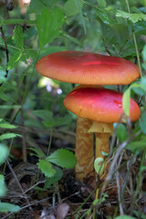 タマゴタケ（Amanita...