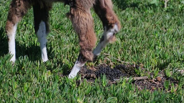 Real time footage of llama defecation process at pasture