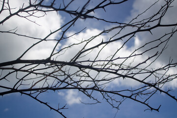 Close up silhouette of dry tree branches against a background of bright blue sky and white clouds.