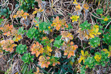 Sea daisy leaves preparing for spring on the beach.