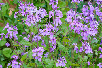 Many flowers of Dame's rocket bloom and are beautiful.