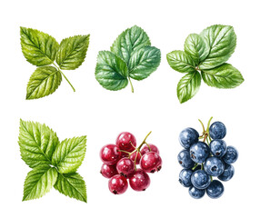 Fruit and leaf illustrations nature digital isolated on transparent background, png
