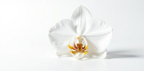 Fototapeta premium Single white orchid, showcasing intricate details, isolated on seamless white backdrop , stock photo, seamless
