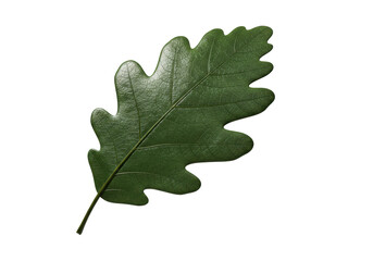 Isolated Green Oak Leaf with Prominent Veins Detailed Texture