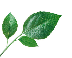 Fototapeta premium Fresh green leaves nature isolated on transparent background, png