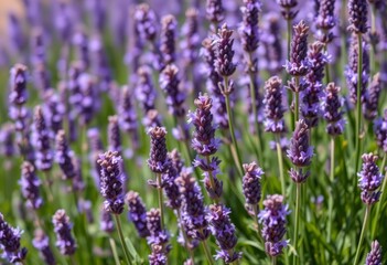 Intricate lavender blossoms, vibrant purple hues, Proven&ccedil;al sun , background, petals