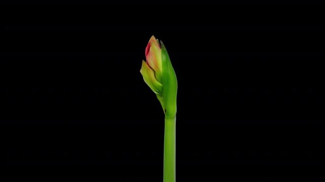 Time lapse opening Minerva Christmas amaryllis with ALPHA channel