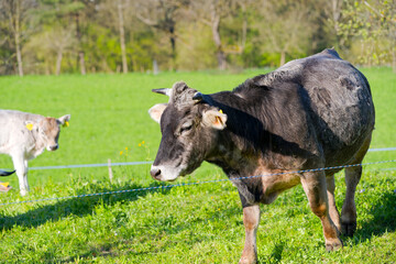 Cow herd of breed Rätisches Grauvieh on meadow of Swiss farm at Swiss City of Zürich on a sunny...
