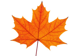 Isolated Vibrant Orange Maple Leaf with Detailed Texture