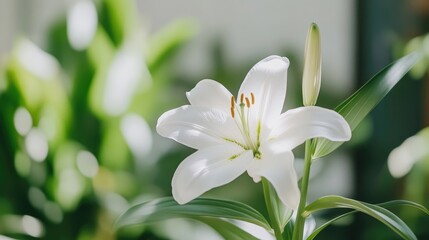 Fototapeta premium White Lily in Sunlight. Close-up of a pristine white lily flower, bathed in natural light, with soft-focus greenery in the background. A single, perfect bloom, with detailed stamens and petals